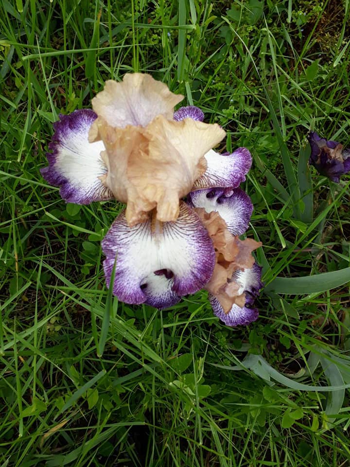 Iris đumbir