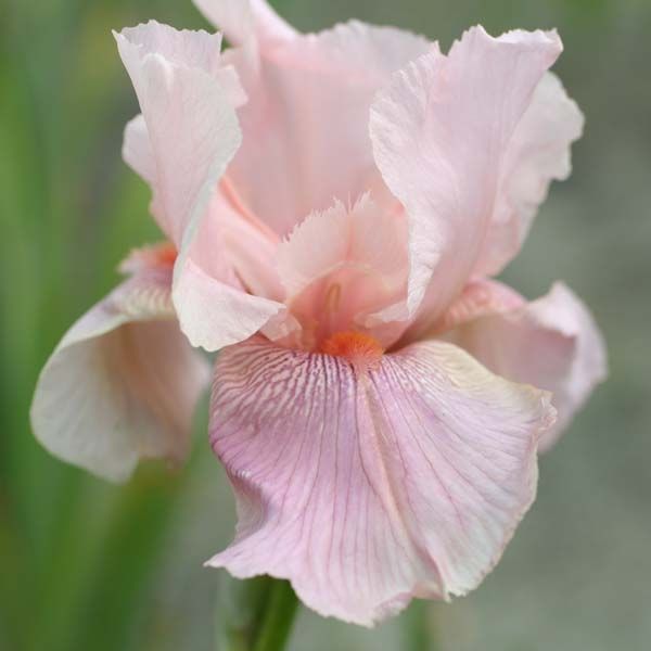 Iris rozi