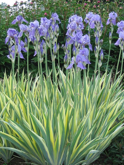 Iris  šarenolisni