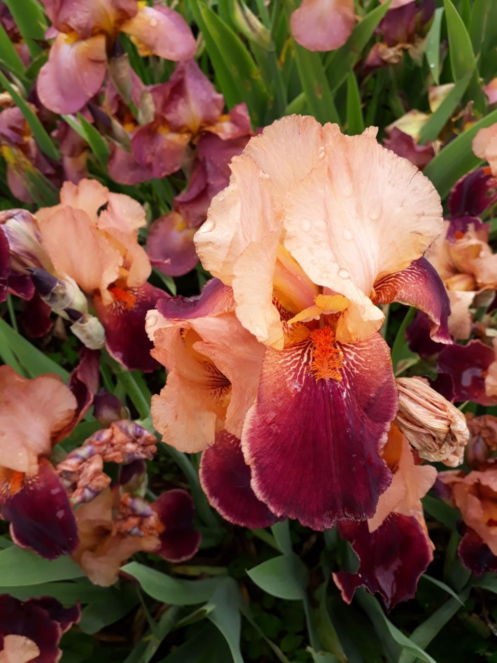Iris rozoljubičasti valovit (rljv,rtlj)
