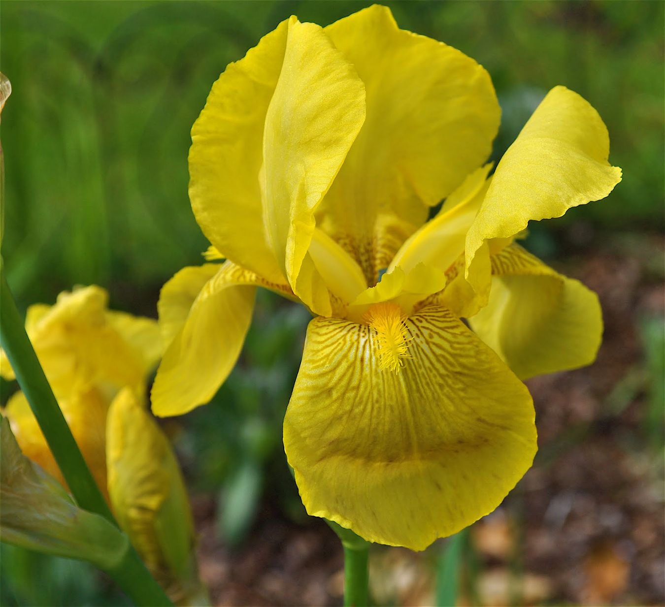 Iris žuti