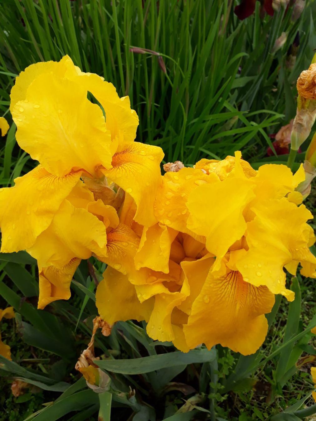 Iris žuto žumance (žum)