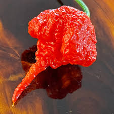 Ljute papričice - Carolina reaper crveni -3kom