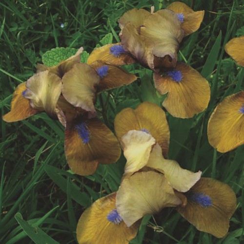 Mini iris  braon