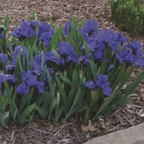 Mini iris  plavi