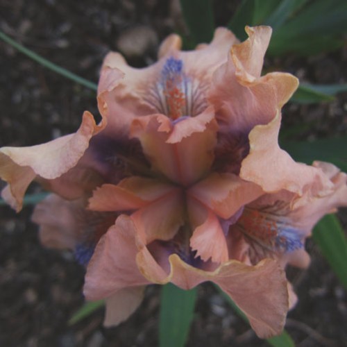 Mini iris  rozi