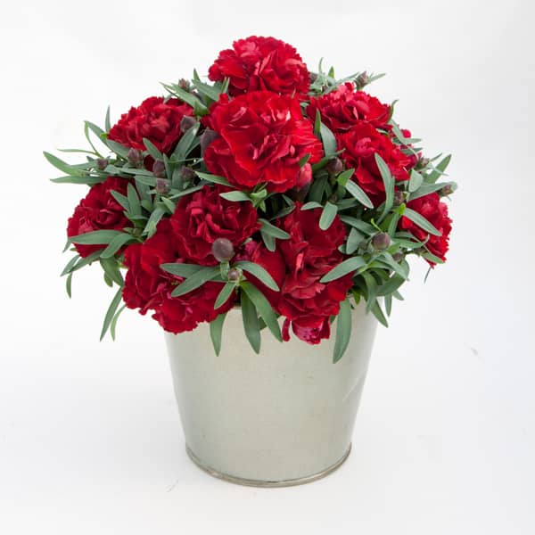 Reznice karanfila crvenog(Valentine)