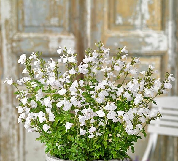Salvia bela višegodišnja