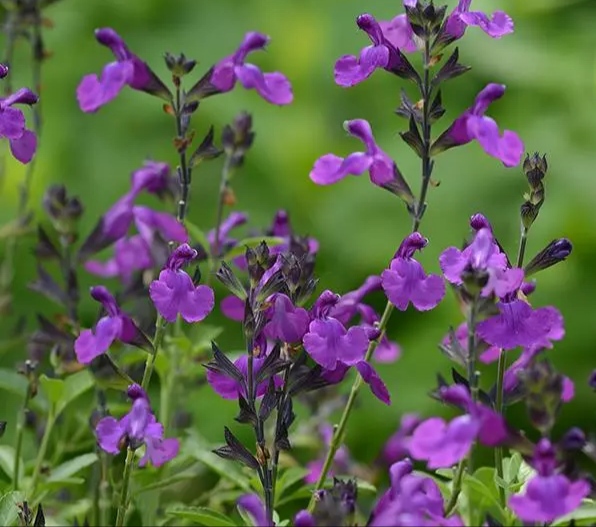 Salvia violet