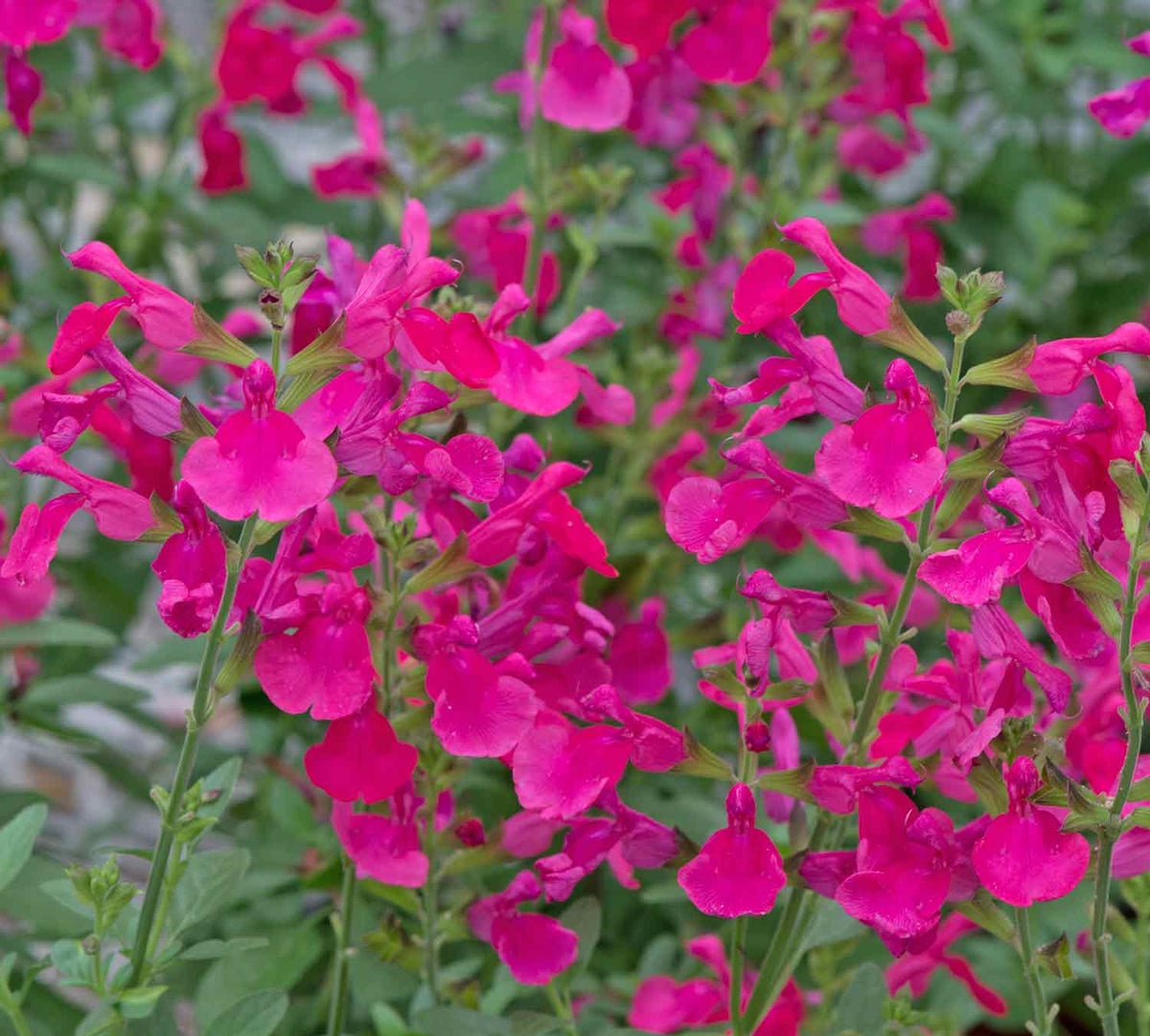 Salvia hot pink višegodišnja