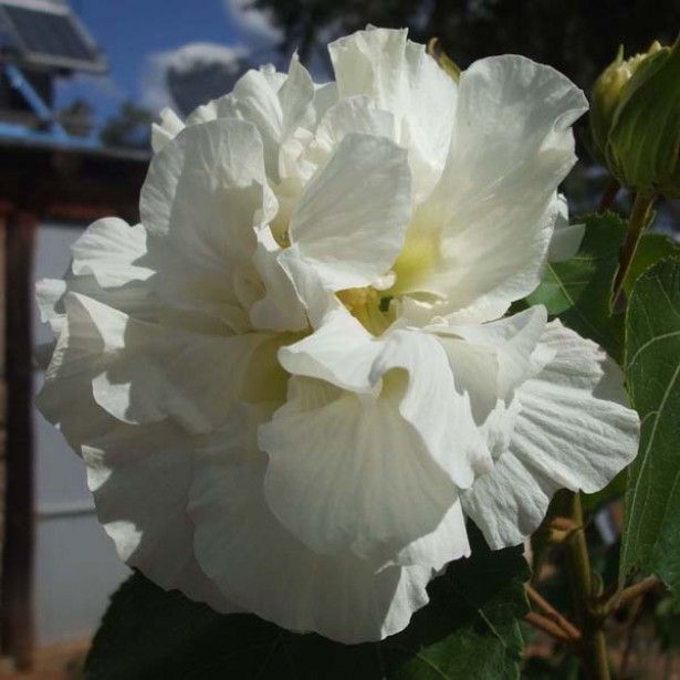 Tropski hibiskus dupli beli (DB)