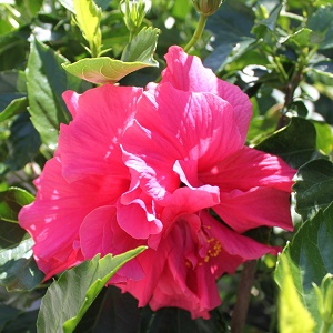 Tropski hibiskus dupli tamno rozi (DP)