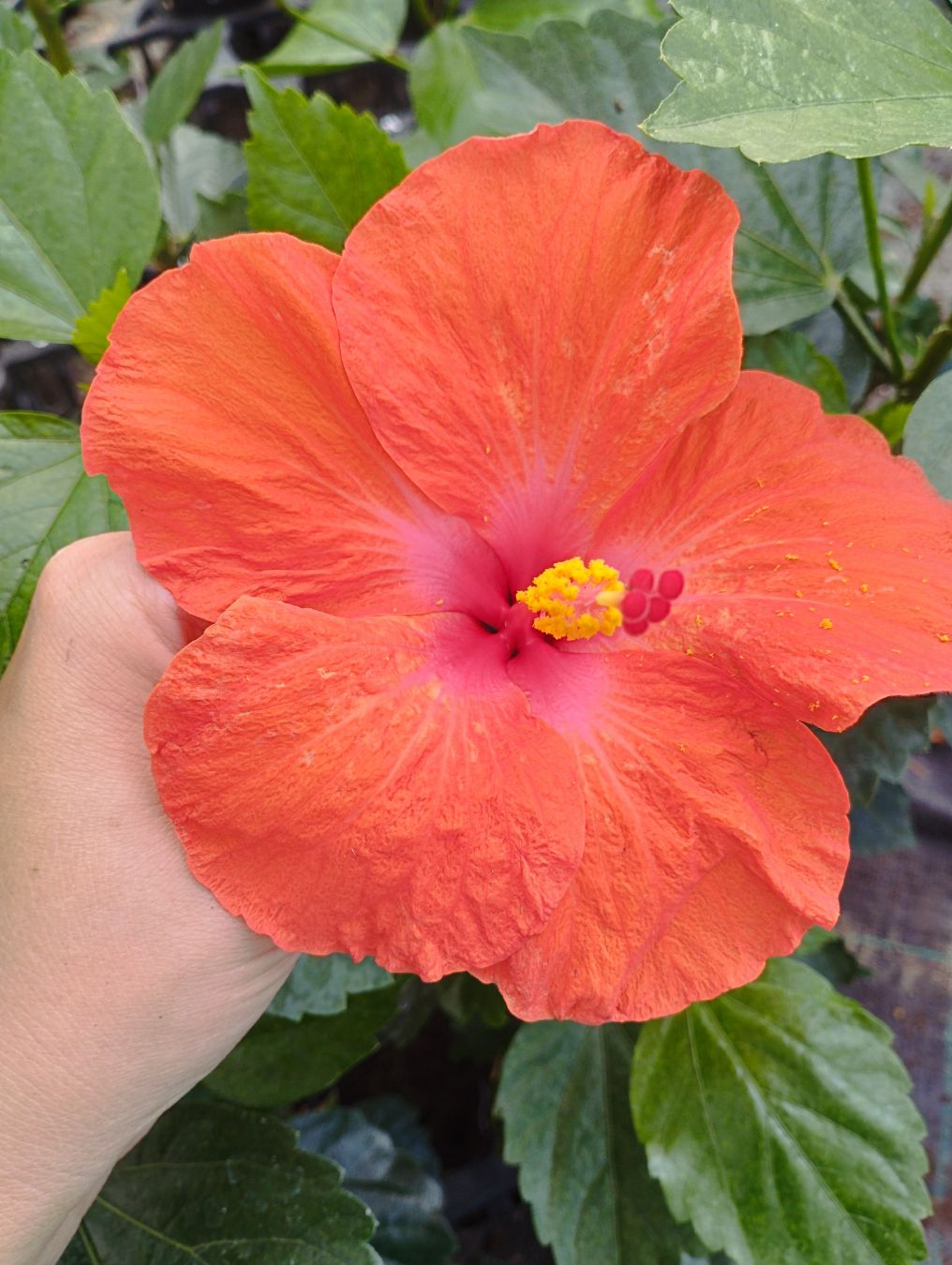 Tropski hibiskus hibridni narandžastI (hmn)