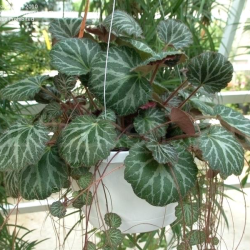 Saxifraga stolonifera var. Strawberry - Saksifraga šarenog lista