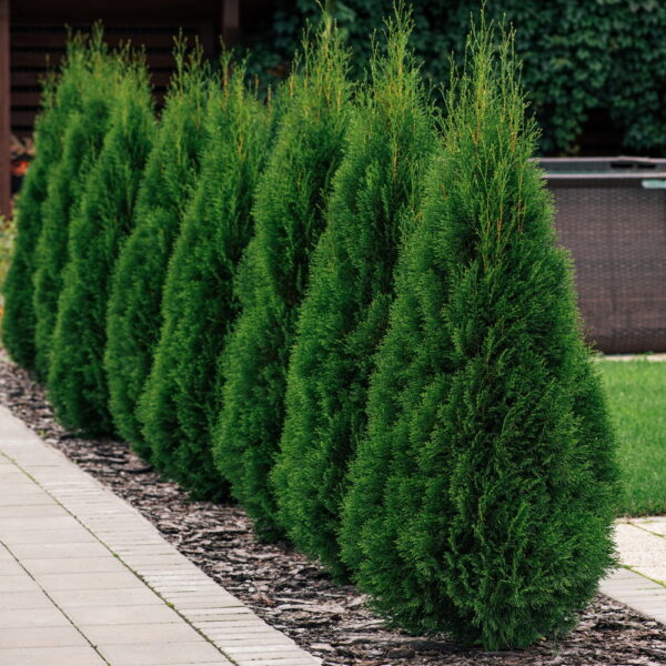 Thuja Occidentalis Smaragd- Tuja Smaragd u busenu