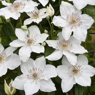 Clematis 'destini'- Klematis
