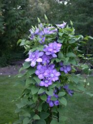 Clematis 'Blue ligth '- Klematis - Slika 2