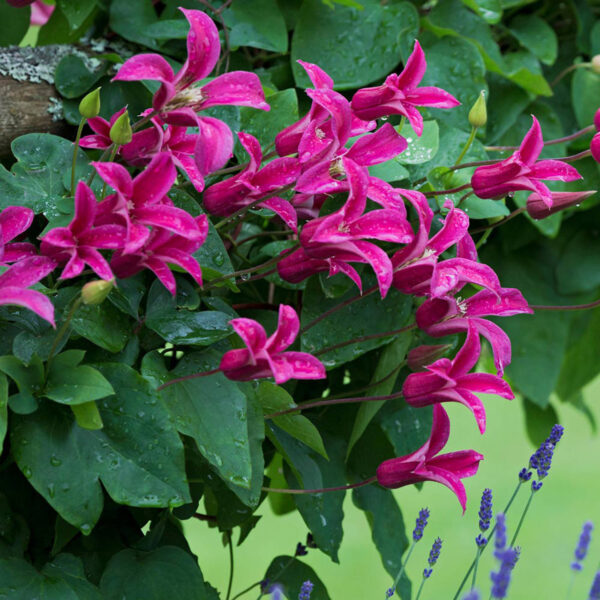 Clematis Princes Diana- Klematis - Slika 2
