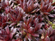Sempervivum sp. - Čuvarkuća crvena sitnija