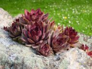 Sempervivum sp. - Čuvarkuća crvena sitnija - Slika 2