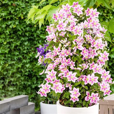 Clematis 'Piilu'- Klematis