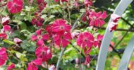 Clematis 'Rubra' - Klematis - Slika 3