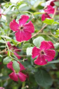 Clematis 'Rubra' - Klematis