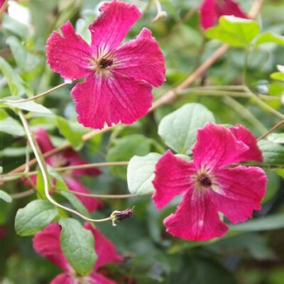 Clematis 'Rubra' - Klematis