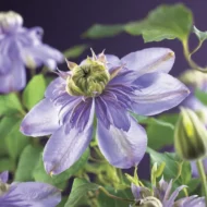 Clematis 'Blue ligth '- Klematis