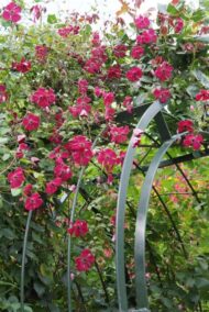 Clematis 'Rubra' - Klematis - Slika 2