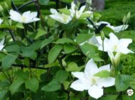 Clematis Gladys picard- Klematis - Slika 2
