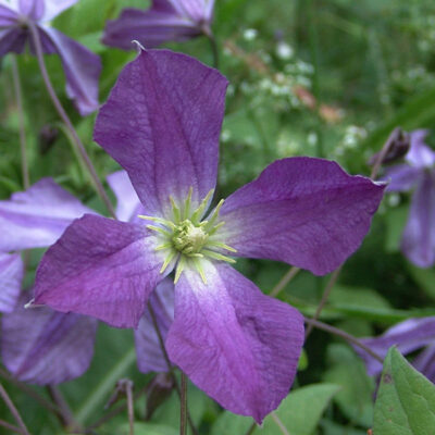 Clematis viticella- Klematis