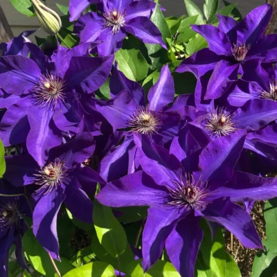 Clematis President-Klematis