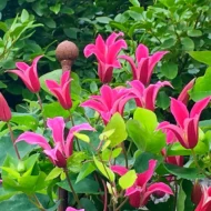 Clematis Princes Diana- Klematis