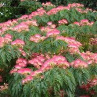 Albizia julibrissin- Kineska mimoza - Slika 2