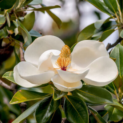 Magnolia grandiflora- Zimzelena magnolia