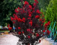 Lagerstroemia black diamant best red-indijski jorgovan black diamant - Slika 2