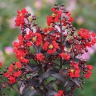 Lagerstroemia black diamant best red-indijski jorgovan black diamant