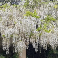 Wisteria floribunda alba- Visterija bela