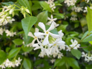 Rhinospermum jasminoides - Zimzeleni jasmin