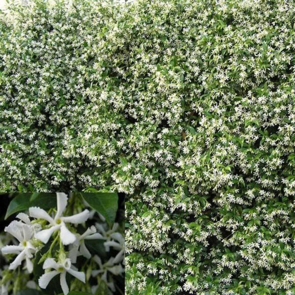 Rhinospermum jasminoides - Zimzeleni jasmin - Slika 2